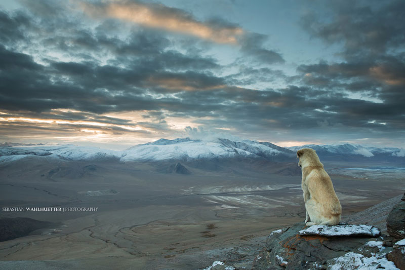 himalayan-dog-on-mountain-looking-out-sebastian wahlhuetter