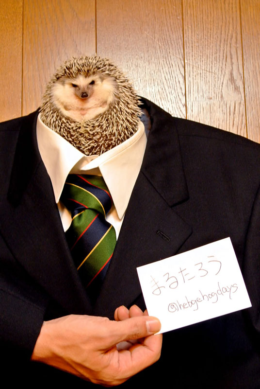 marutaro the pygmy hedehog on twitter (11)