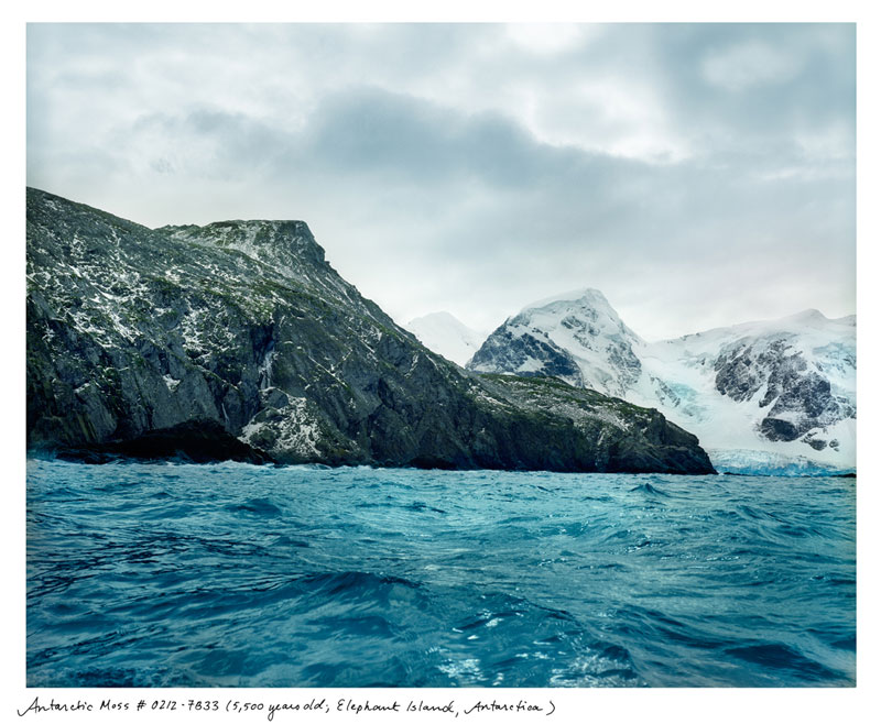 the oldest living things in the world by rachel sussman (1)