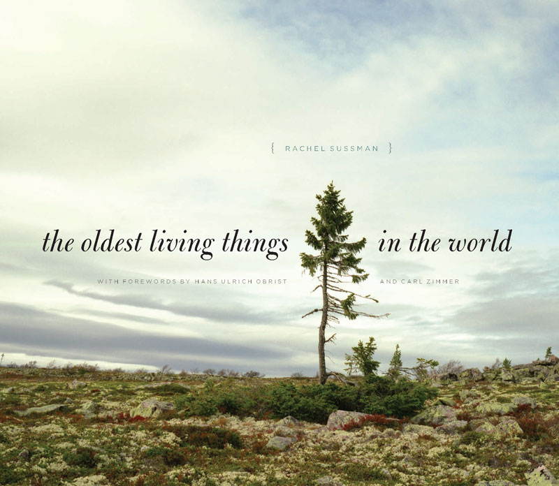 the oldest living things in the world by rachel sussman (2)