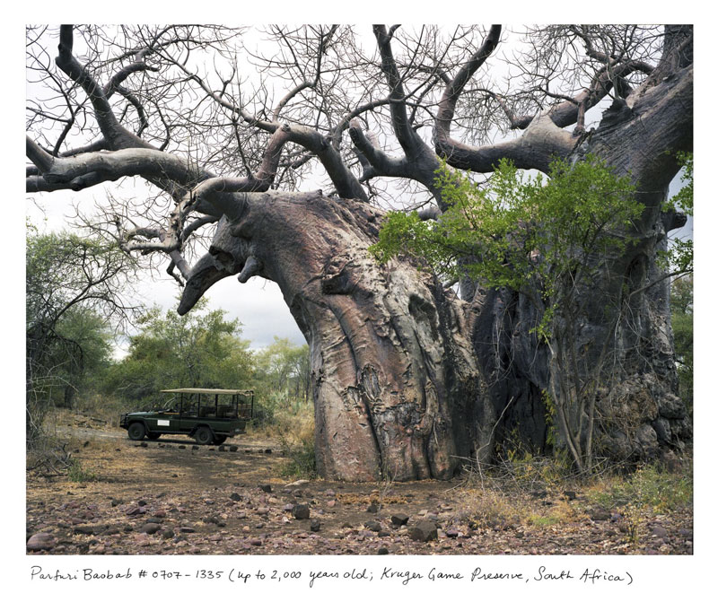 the oldest living things in the world by rachel sussman (3)