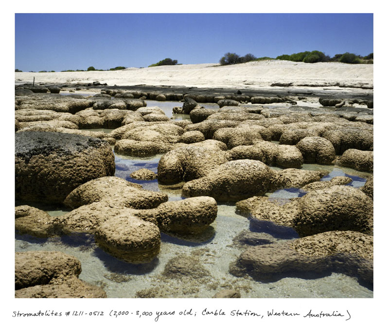 the oldest living things in the world by rachel sussman (4)