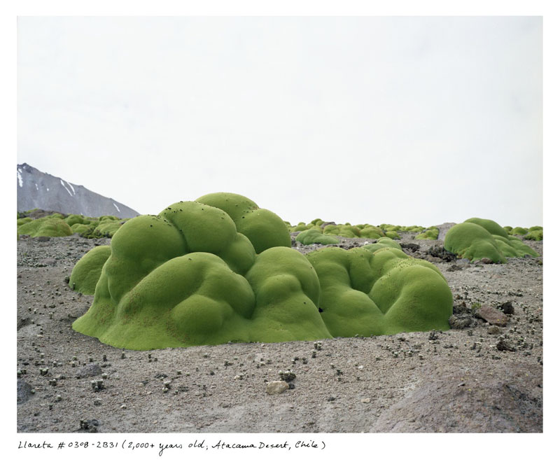 the oldest living things in the world by rachel sussman (5)