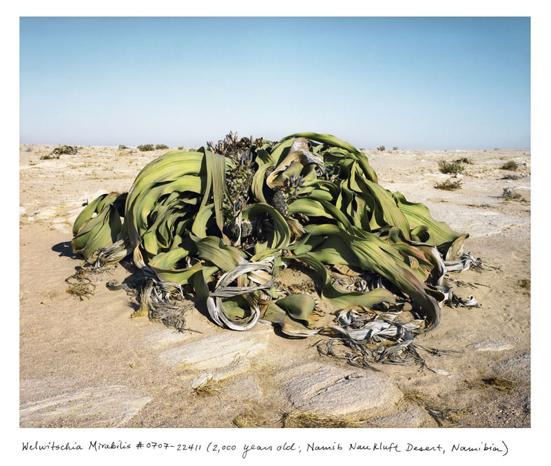 the oldest living things in the world by rachel sussman (6)