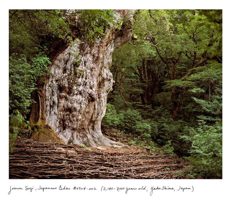 the oldest living things in the world by rachel sussman (7)