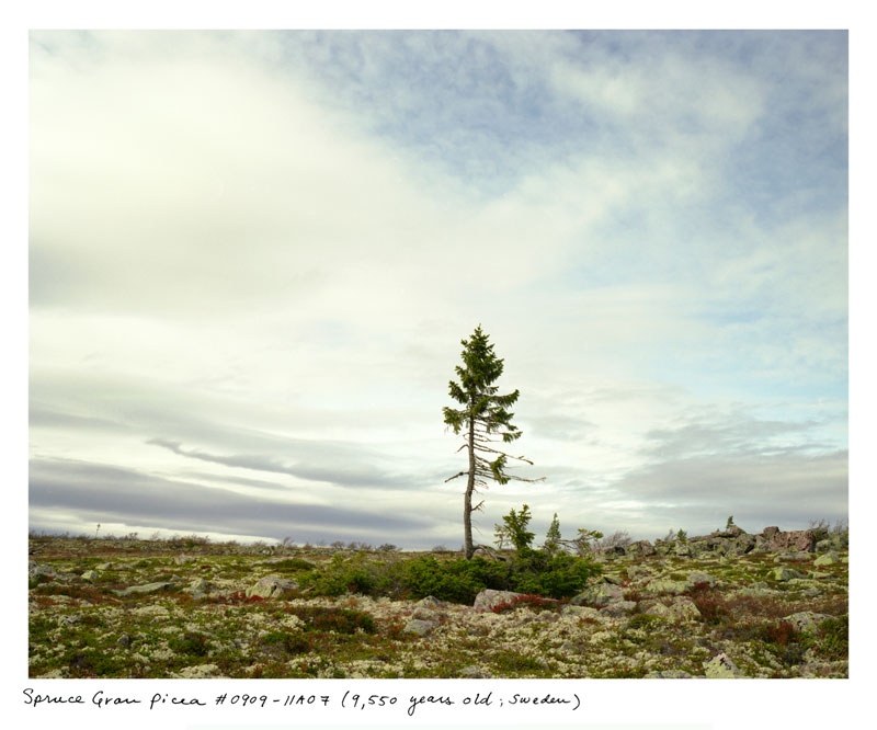 the oldest living things in the world by rachel sussman (8)