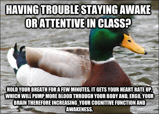tips from the worlds smartest duck best of actual advice mallard (11)
