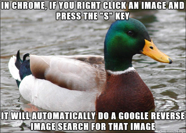 tips from the worlds smartest duck best of actual advice mallard (13)