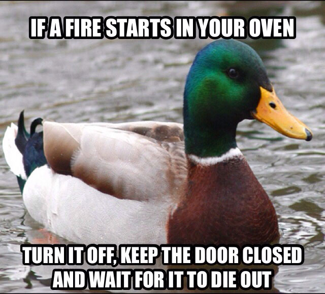 tips from the worlds smartest duck best of actual advice mallard (20)