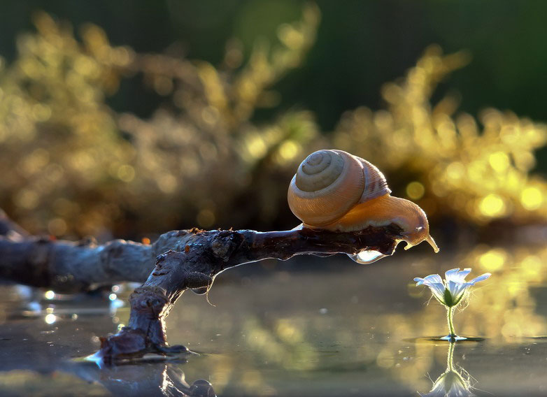 unseen world and beauty of snails by Vyacheslav Mischenko (11)