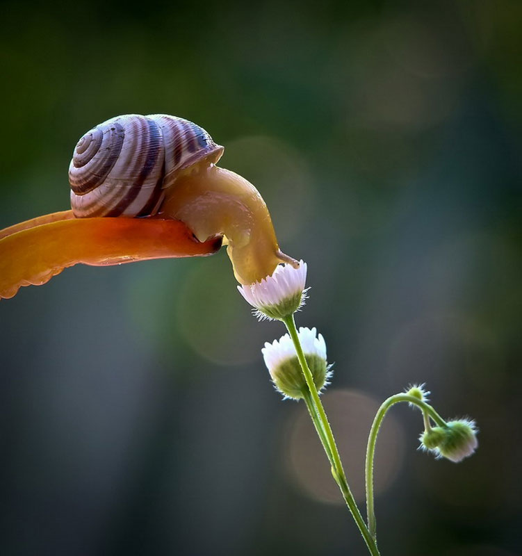 unseen world and beauty of snails by Vyacheslav Mischenko (12)