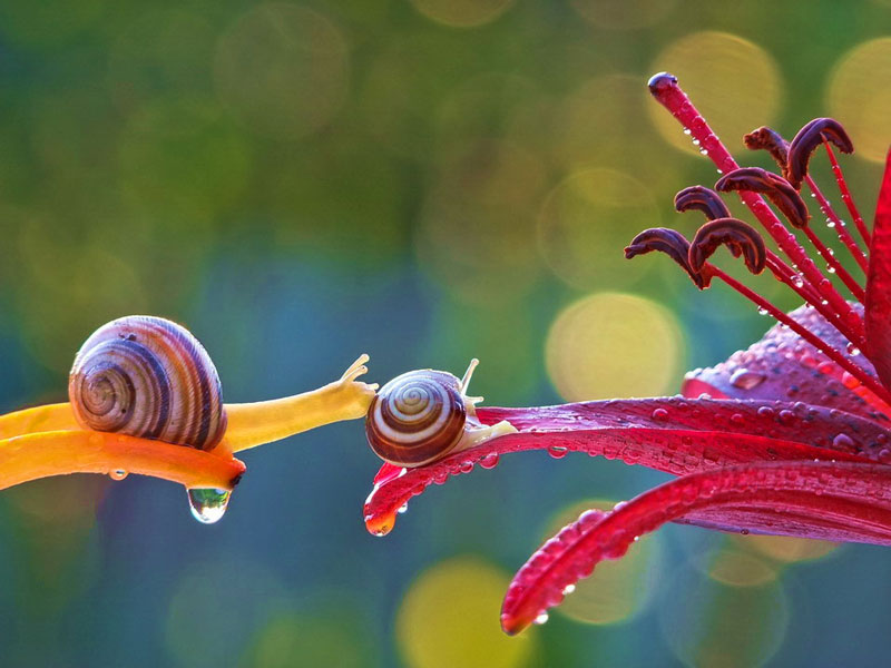 unseen world and beauty of snails by Vyacheslav Mischenko (3)