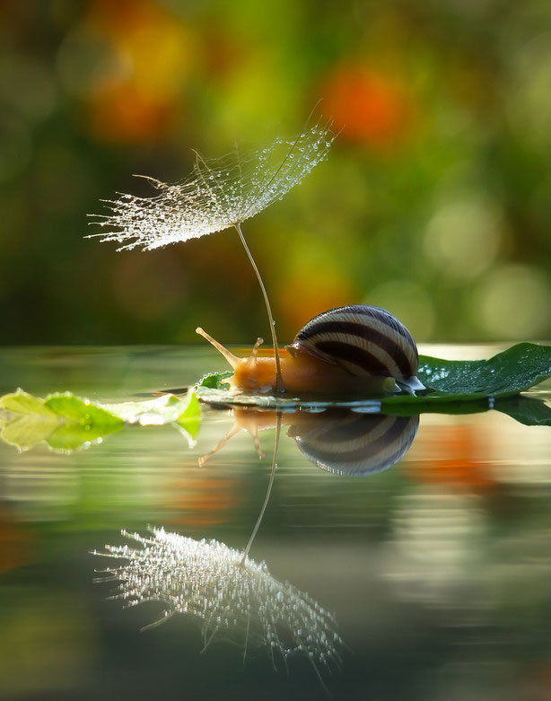 unseen world and beauty of snails by Vyacheslav Mischenko (4)
