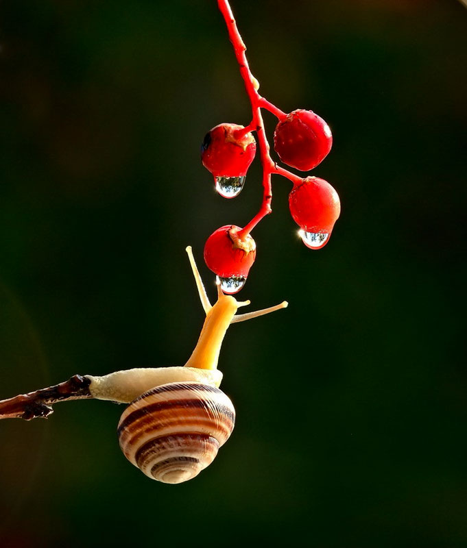 unseen world and beauty of snails by Vyacheslav Mischenko (5)