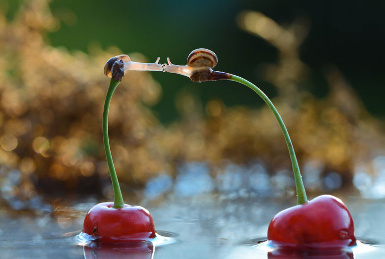 unseen world and beauty of snails by Vyacheslav Mischenko (8)