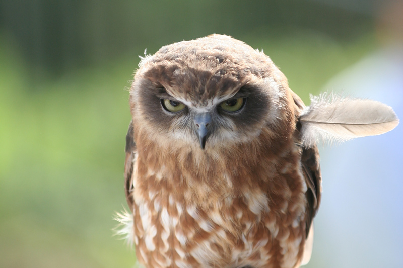 angry owl feather sticking out The Top 100 Pictures of the Day for 2014