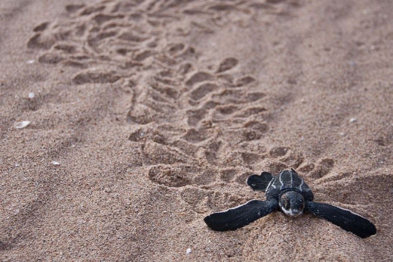 baby leatherback sea turtle 10 Tiny Versions of Very Large Things