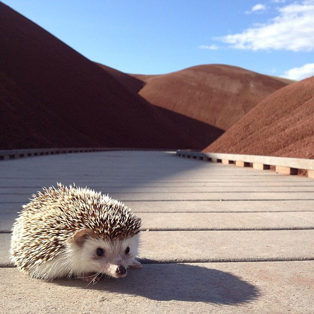 biddy the hedgehog world traveler instagram (13)