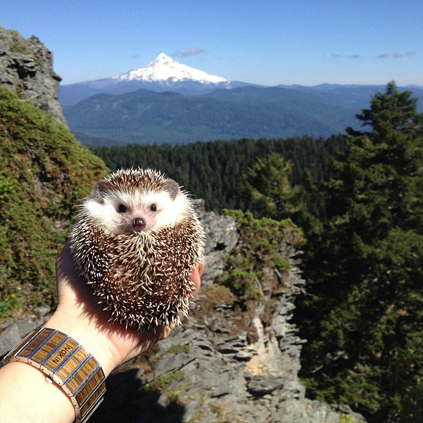biddy the hedgehog world traveler instagram (15)