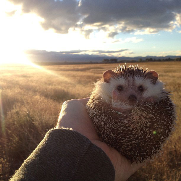 biddy the hedgehog world traveler instagram (2)