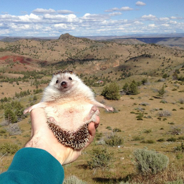 biddy the hedgehog world traveler instagram 3 This Might Be the Worlds Cutest Guinea Pig