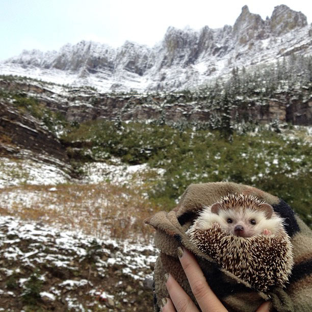 biddy the hedgehog world traveler instagram (5)