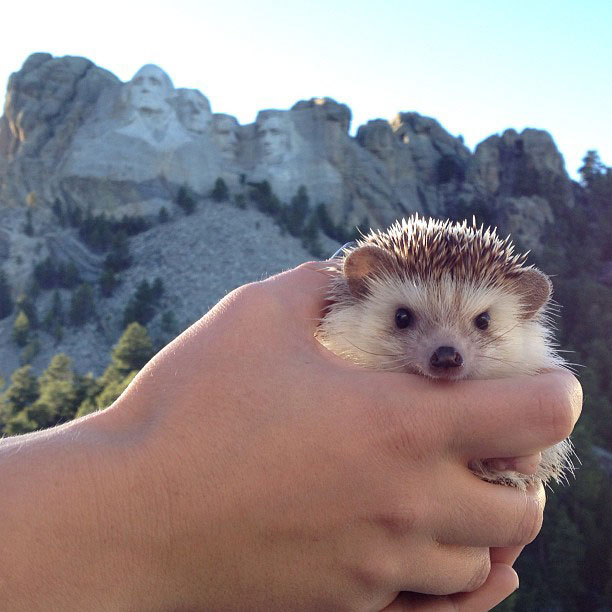 biddy the hedgehog world traveler instagram (6)