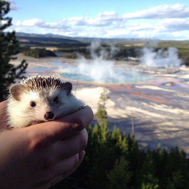 biddy the hedgehog world traveler instagram (7)