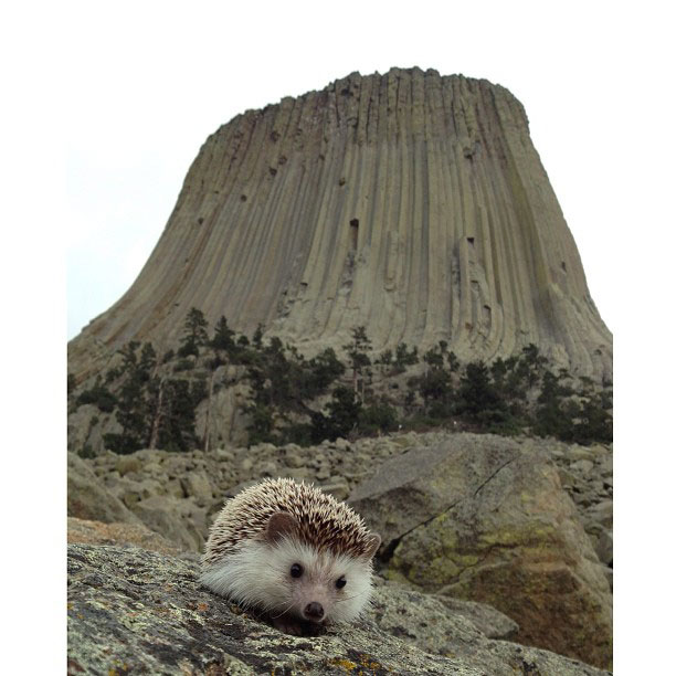 biddy the hedgehog world traveler instagram (8)