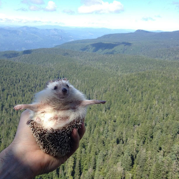 biddy the hedgehog world traveler instagram (9)