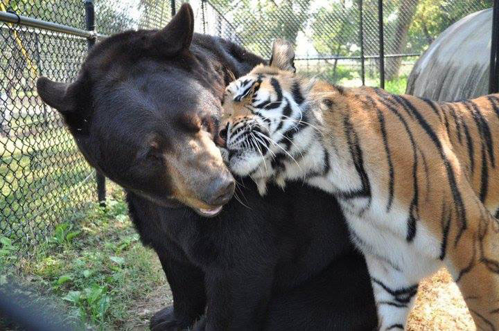 blt bear lion tiger noah's ark rescue (1)