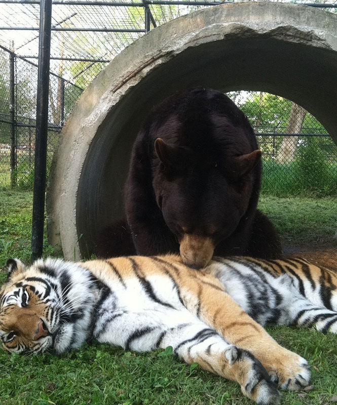 blt bear lion tiger noah's ark rescue (12)