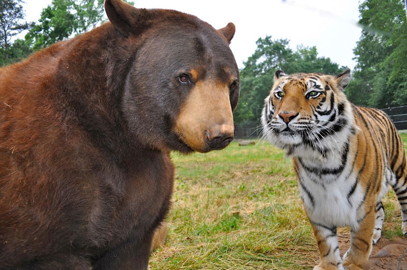 blt bear lion tiger noah's ark rescue (3)