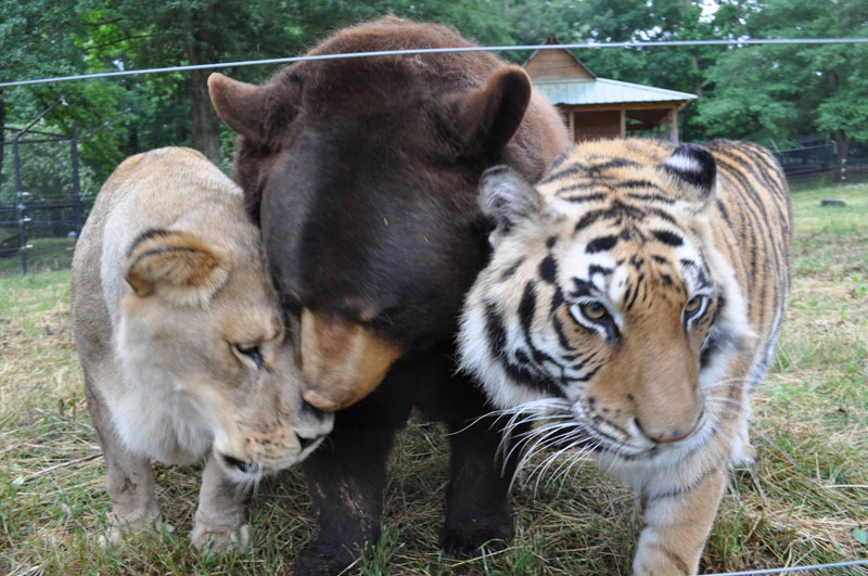 blt bear lion tiger noah's ark rescue (6)