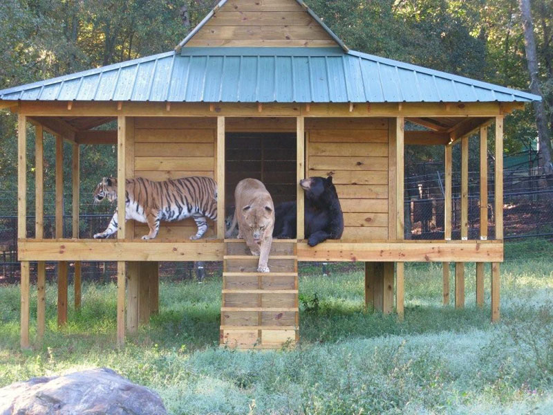 blt bear lion tiger noahs ark rescue 7 So Apparently Theres a Fox Sanctuary in Japan