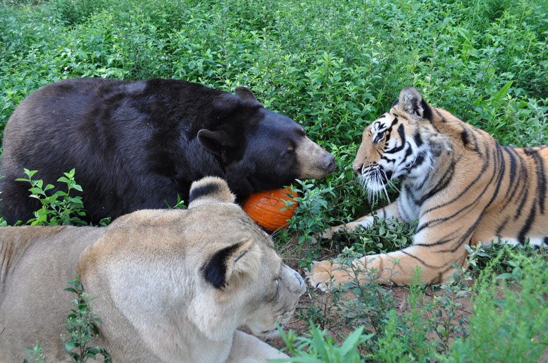 blt bear lion tiger noah's ark rescue (9)