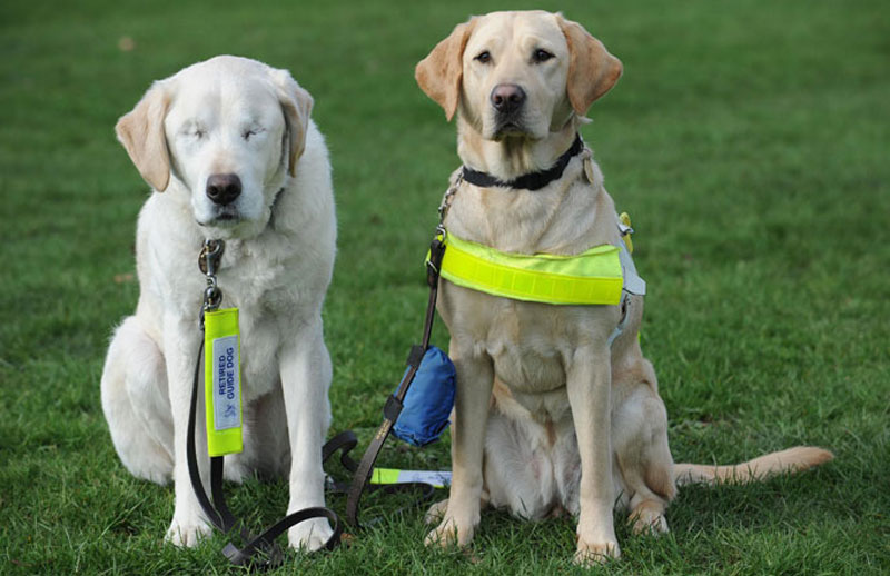 guide dog loses sight so owner gets a new guide dog for both of them (1)