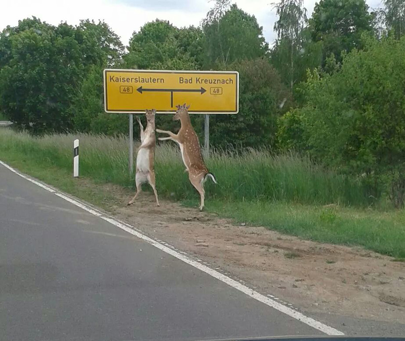 hitchhiking deer act normal The Shirk Report   Volume 267