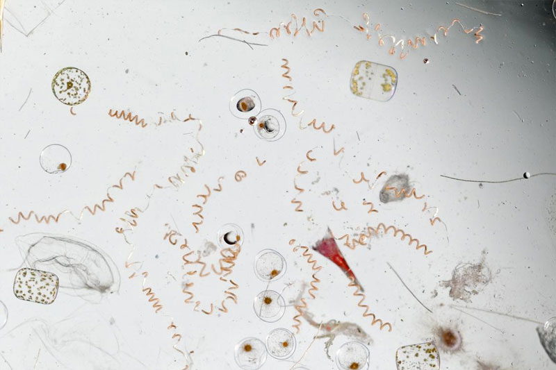 magnified seawater by david littschwager (4)
