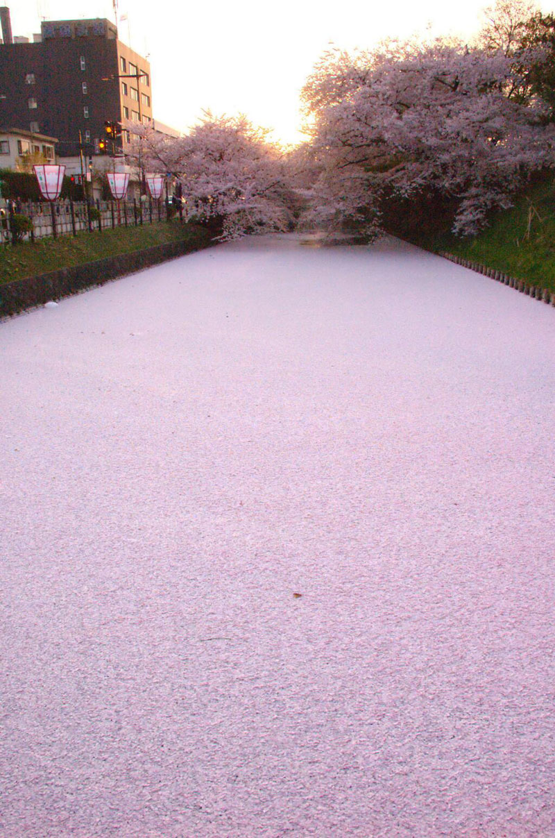 sea of cherry blossom petals japan Picture of the Day: Sea of Cherry Blossom Petals