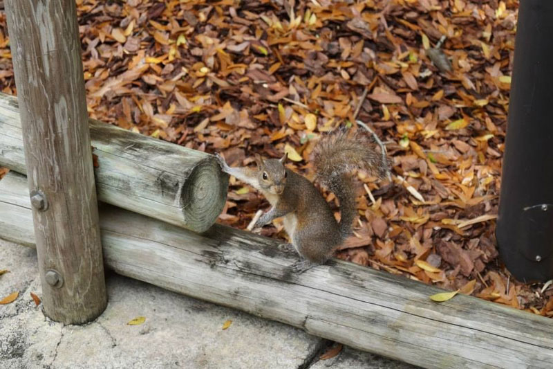 squirrel holding a gun The Shirk Report   Volume 264