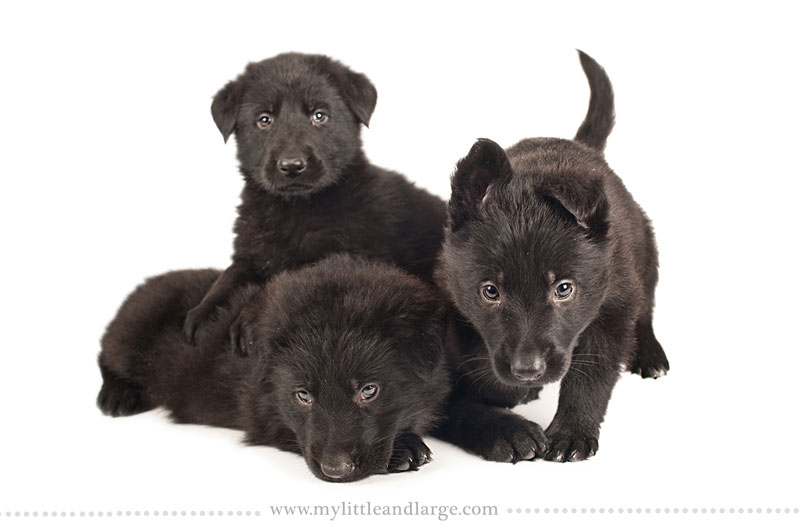 What 17 Different Breeds of Dogs Look Like at 6 Weeks Old by j.nichole smith little and large (12)