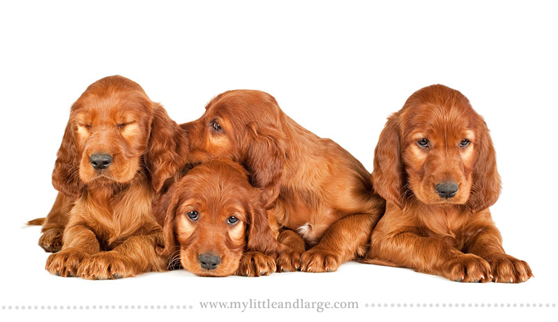 What 17 Different Breeds of Dogs Look Like at 6 Weeks Old by j.nichole smith little and large (14)