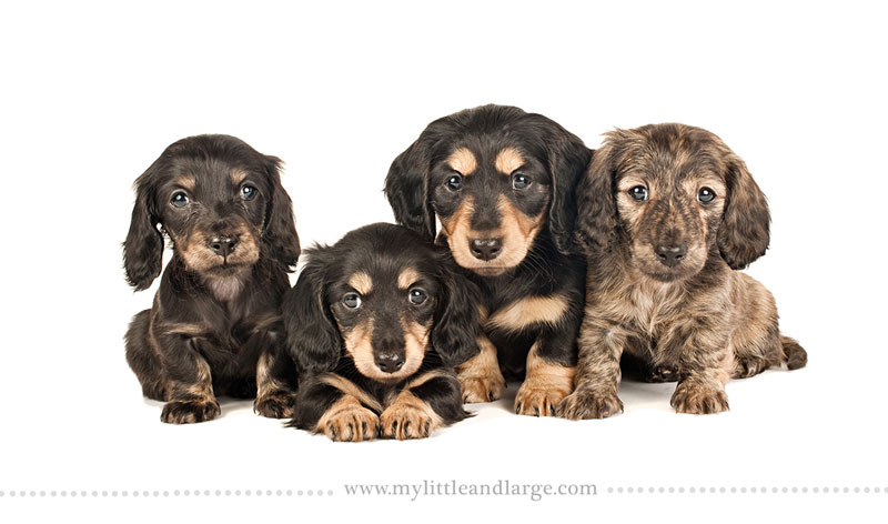 What 17 Different Breeds of Dogs Look Like at 6 Weeks Old by j.nichole smith little and large (15)