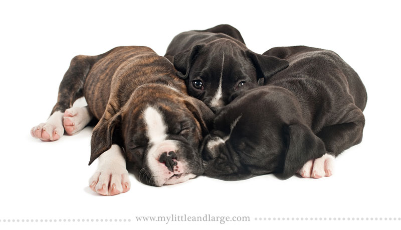 What 17 Different Breeds of Dogs Look Like at 6 Weeks Old by j.nichole smith little and large (2)