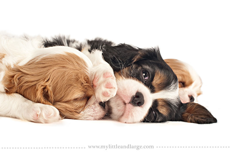 What 17 Different Breeds of Dogs Look Like at 6 Weeks Old by j.nichole smith little and large (5)