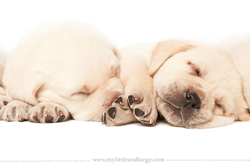 What 17 Different Breeds of Dogs Look Like at 6 Weeks Old by j.nichole smith little and large (6)