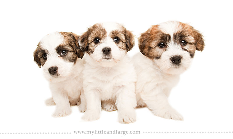 What 17 Different Breeds of Dogs Look Like at 6 Weeks Old by j.nichole smith little and large (9)