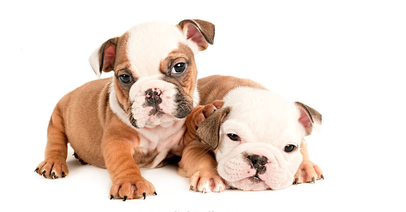 What-17-Different-Breeds-of-Dogs-Look-Like-at-6-Weeks-Old-by-j.nichole-smith-little-and-large-(cover)
