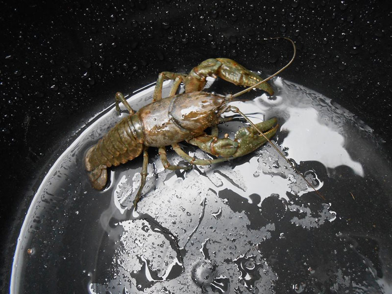 crayfish at bottom of bucket looks like giant crayfish taking over earth Picture of the Day: Giant Crayfish Taking Over the Planet